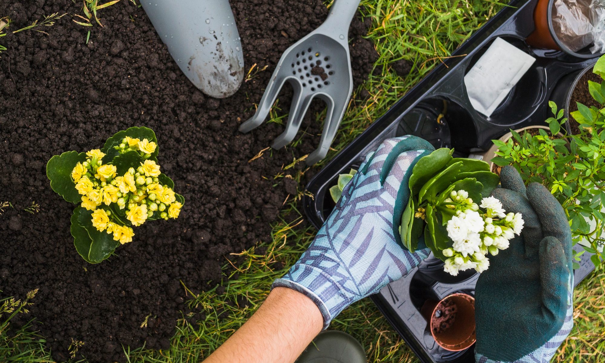 A tenant plants new plants in the garden of a rental property