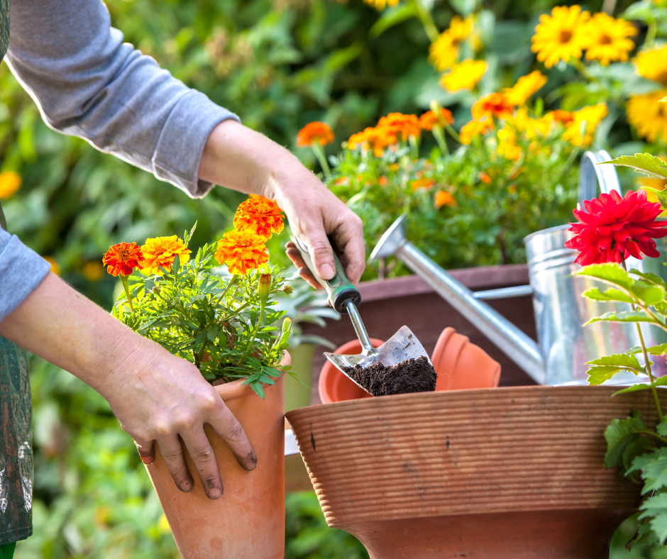 Women's hands transfers soil into a pot with flowers - getting garden ready to sell